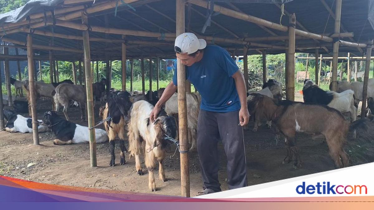 Mataram City Deploys Six Task Forces to Inspect Sacrificial Animals Ahead of Eid al-Adha
