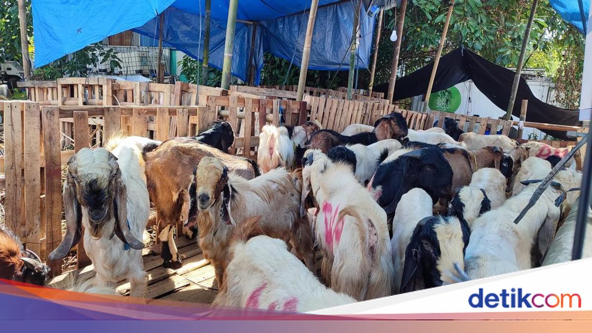 Denpasar Agriculture Office Confirms Healthy Sacrificial Animals, Sales Predicted to Rise by 100-200 Head