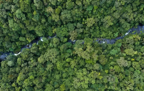 Govt Strengthens Regulatory Support for Forest Carbon Investment