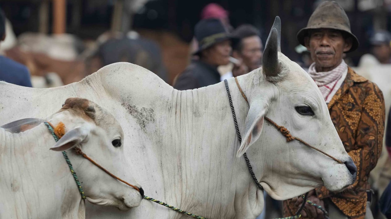 Indef: Sacrificial Animal Transaction Value Projected to Reach Rp26.89 Trillion