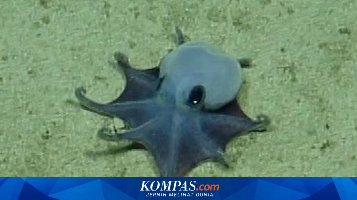 Golf Ball-Sized Blue Octopus in Galapagos Officially Recognised as New Species