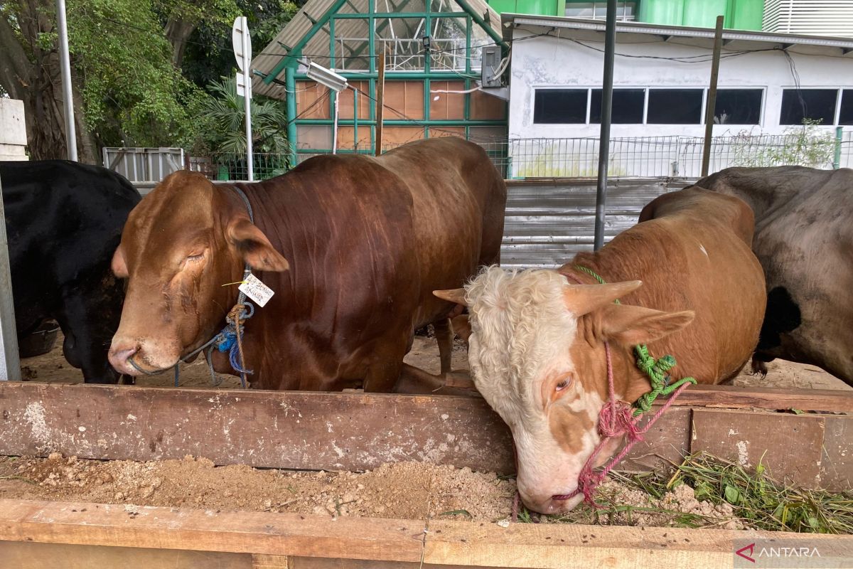 South Jakarta KPKP Sub-District Ensures Environmentally Friendly Eid al-Adha Sacrifice Practices