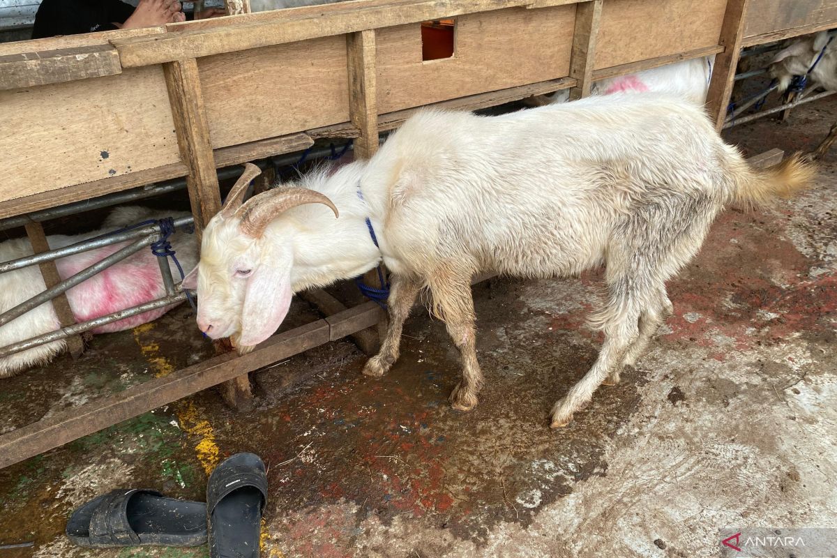 South Jakarta Sub-District Office for Food Security, Marine and Agriculture urges residents to check livestock health before purchasing sacrificial animals for Eid al-Adha