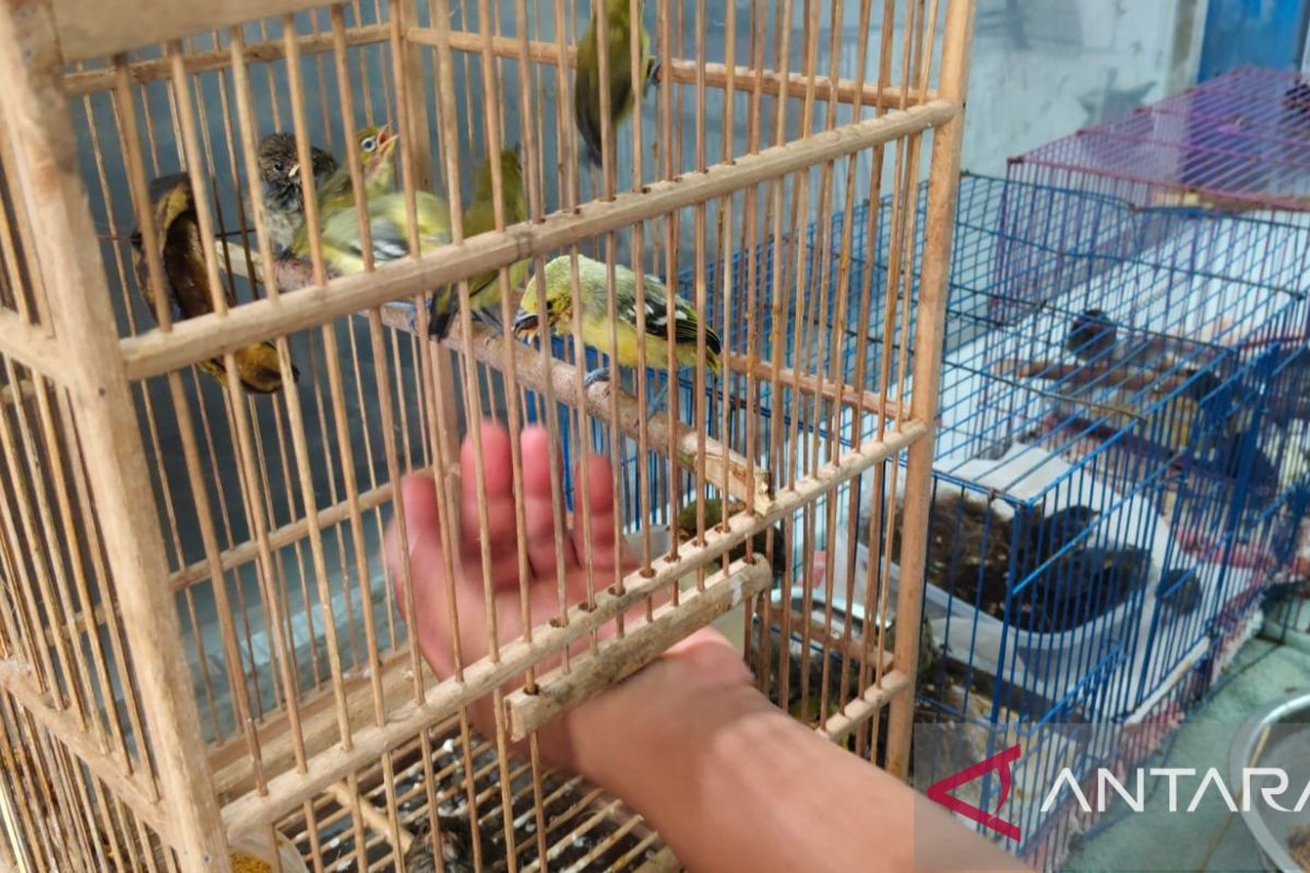 Bali Conservation Agency releases protected Crested Serpent Eagle and 21 confiscated birds