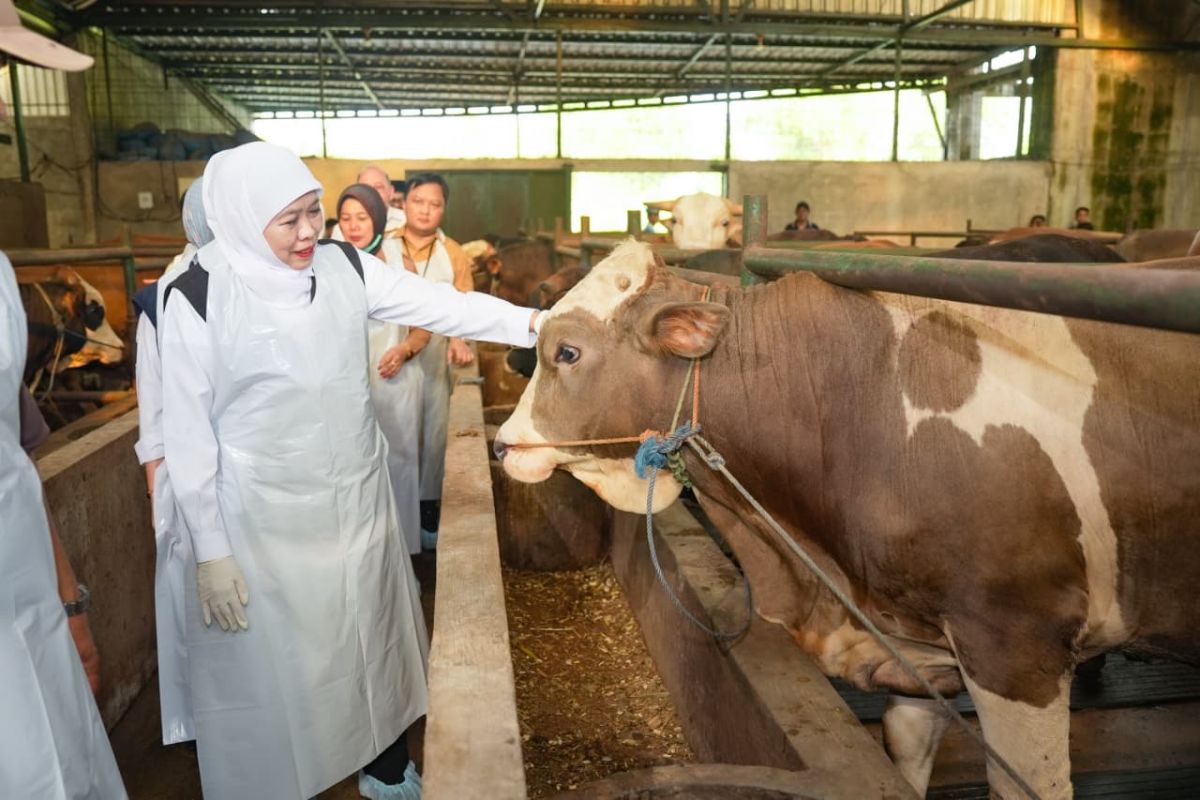 East Java Governor Ensures Healthy Sacrificial Animals and Smooth Distribution Ahead of Eid al-Adha