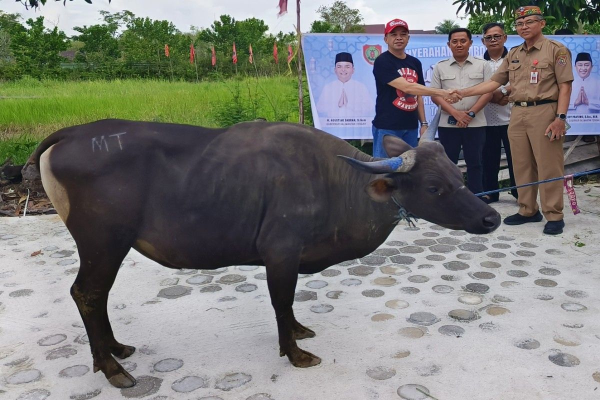  Central Kalimantan provincial government distributes 500 sacrificial animals to communities