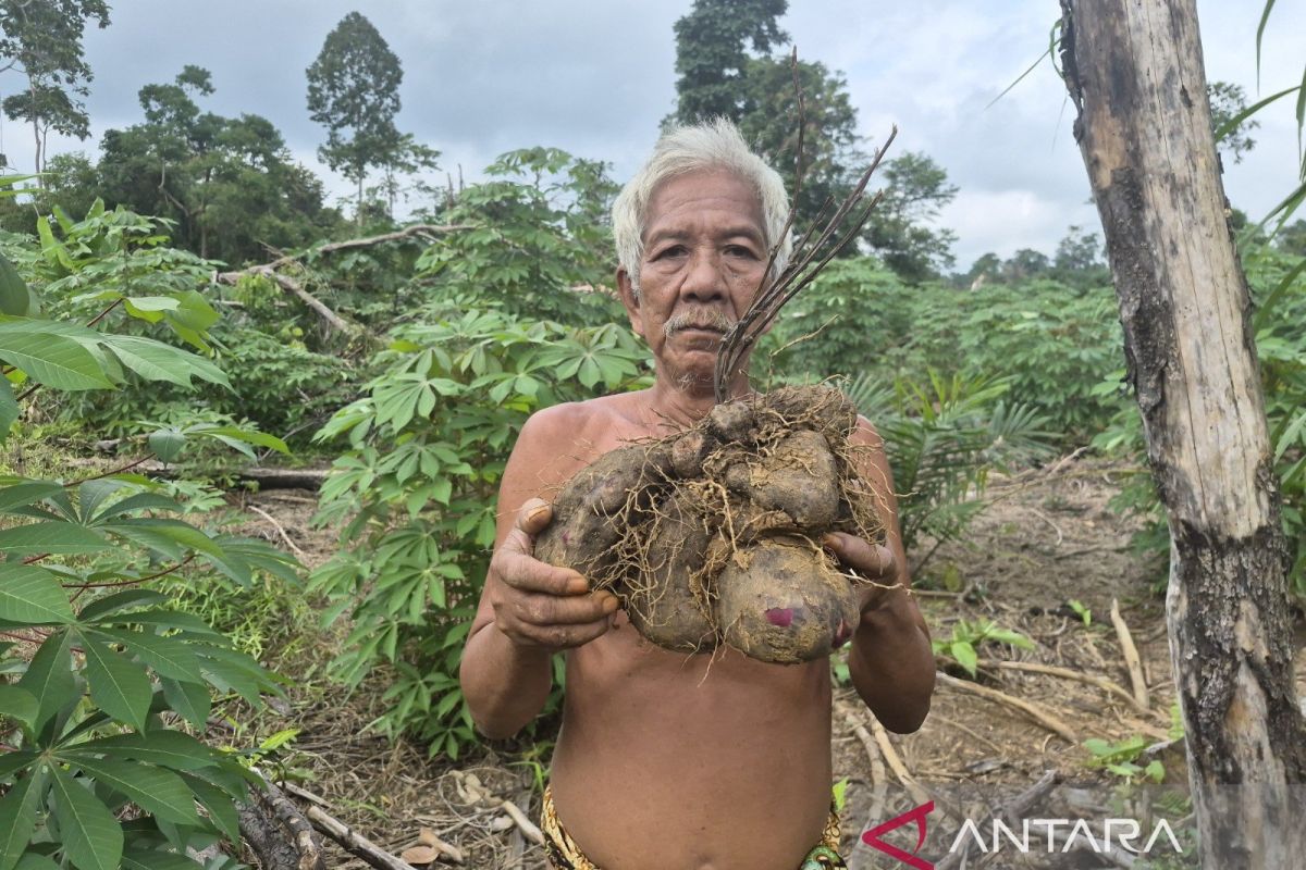 Fostering Farming Spirit Among Jambi's Orang Rimba