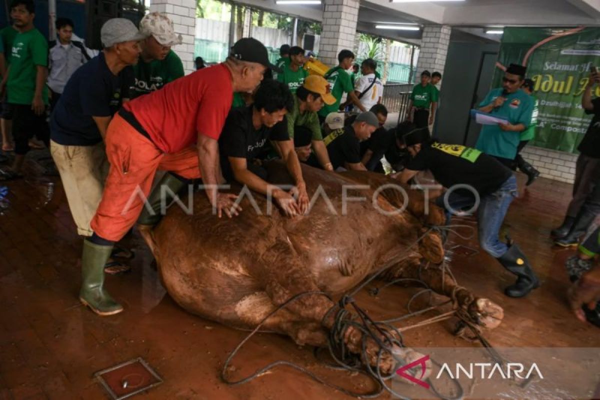 Istiqlal Mosque Sets Regional Standard for Eid Sacrifice Management