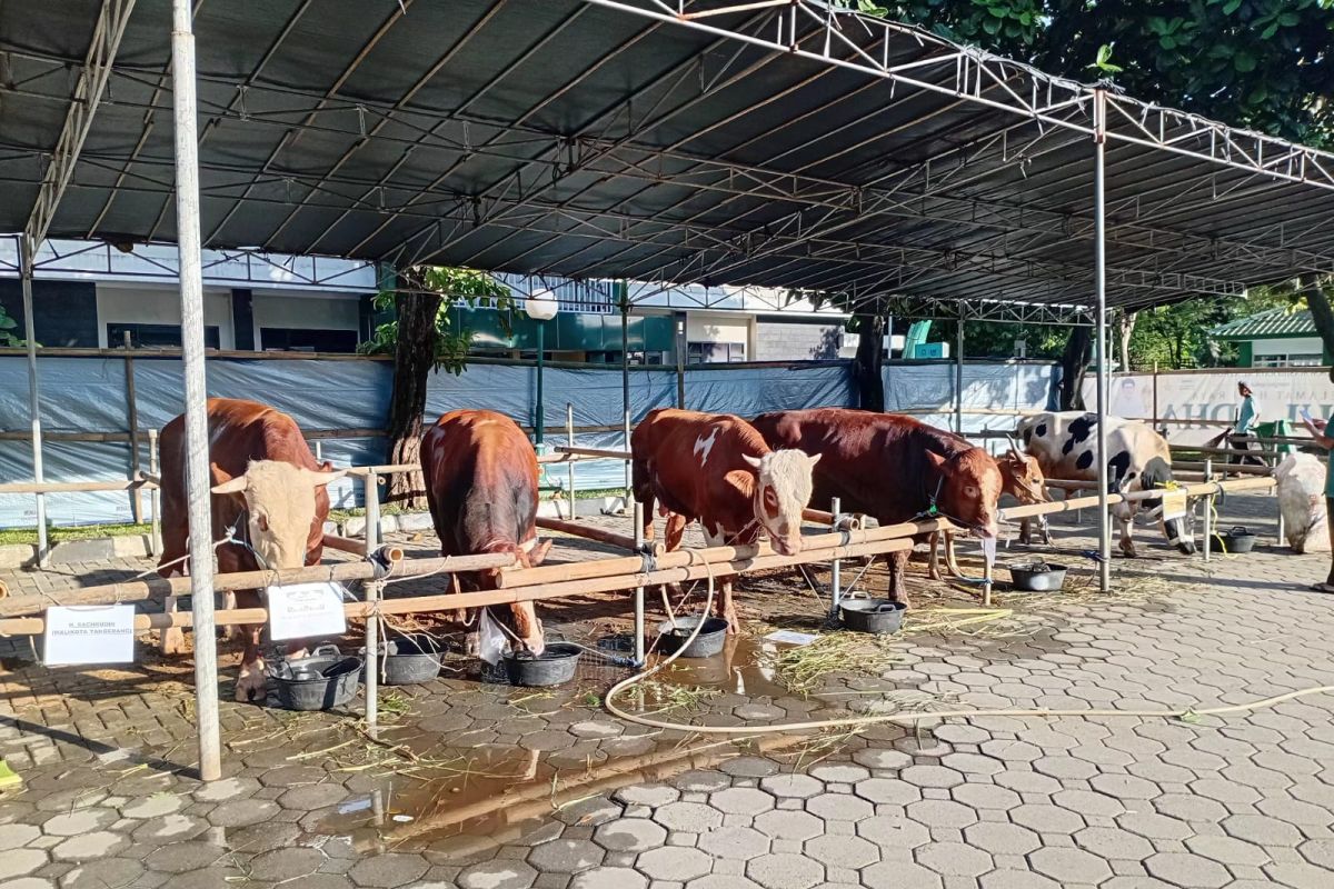 BAZNAS Tangerang: Idul Adha Fundraising Reaches Rp1.3 Billion