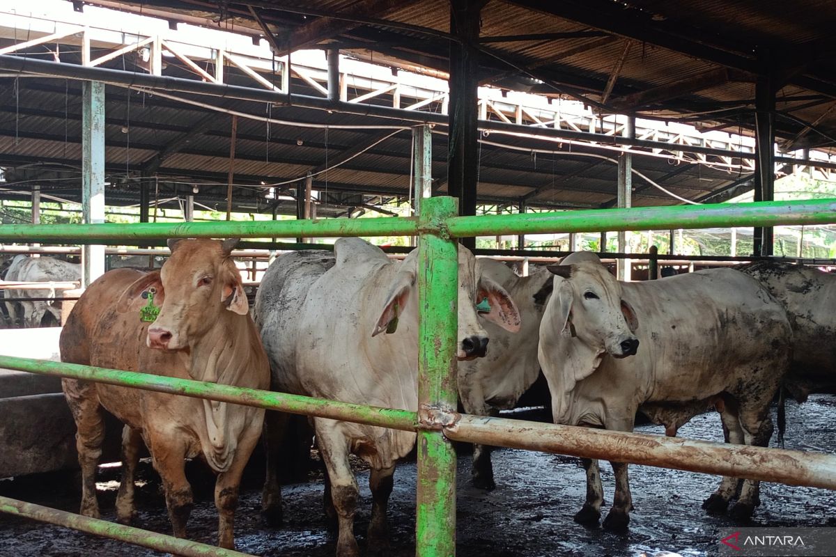 Hundreds of sacrificial animals in East Jakarta found ill due to fatigue
