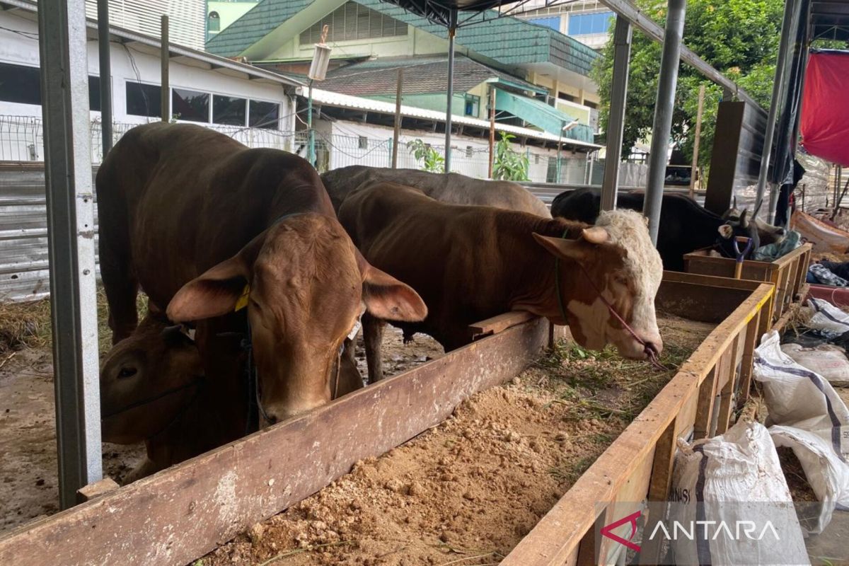 Al-Azhar Grand Mosque aims to collect 12 cattle and 50 goats for Qurban