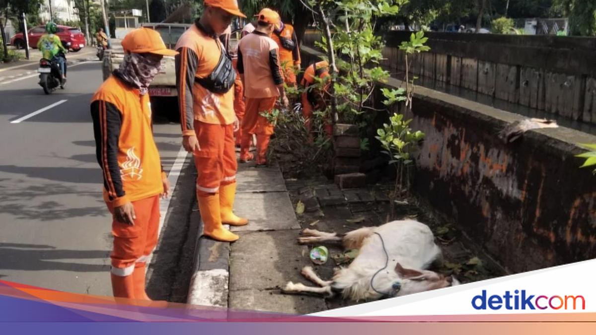 PPSU evacuates dead goat from Cempaka Putih pavement following public report