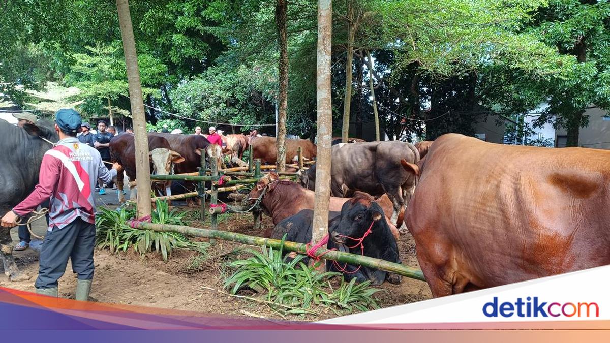 Prabowo Distributes 109 Eid al-Adha Sacrificial Animals to Hambalang, Bogor Residents