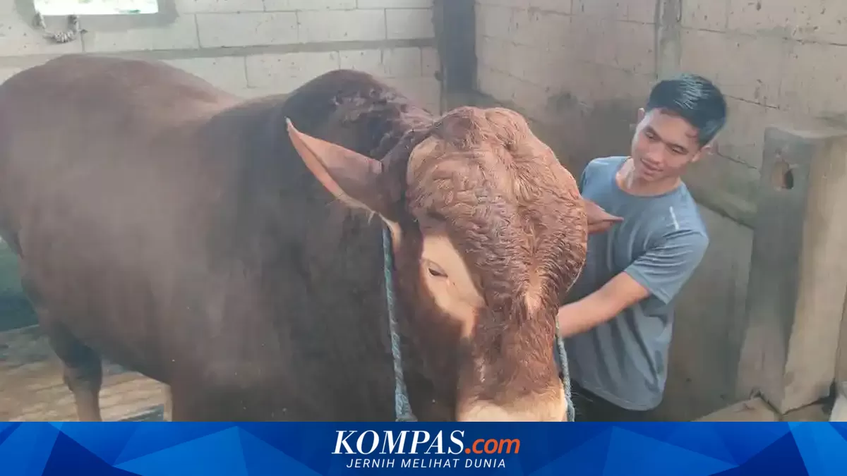 President Prabowo Procures 1,098 Premium Breed Cows from Local Farmers for 2026 Eid al-Adha