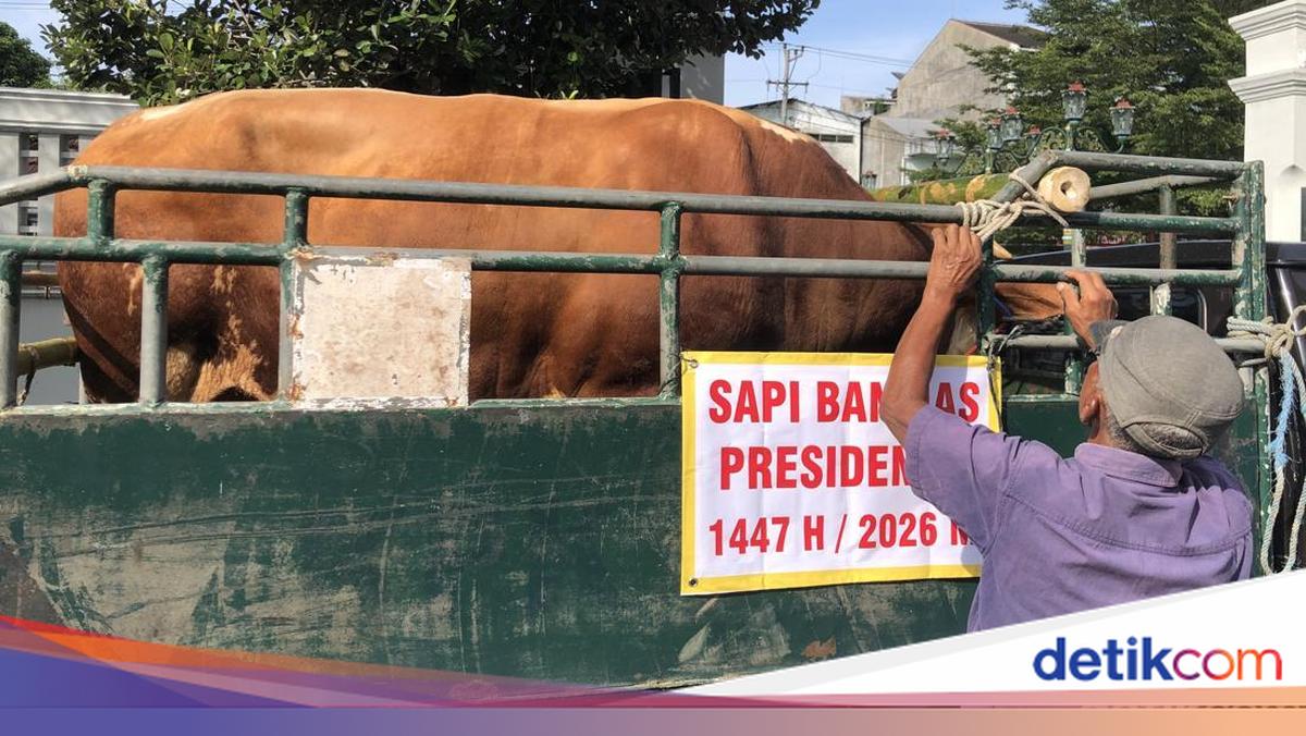 Prabowo Sacrifices 8 Cattle in DIY, One Nearly a Ton