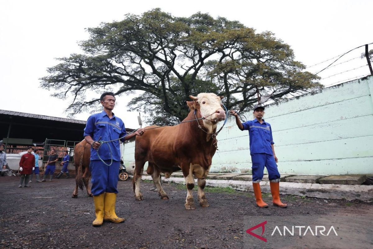 Bandung City Inspects 15,000 Sacrificial Animals Ahead of Eid al-Adha 1447 H