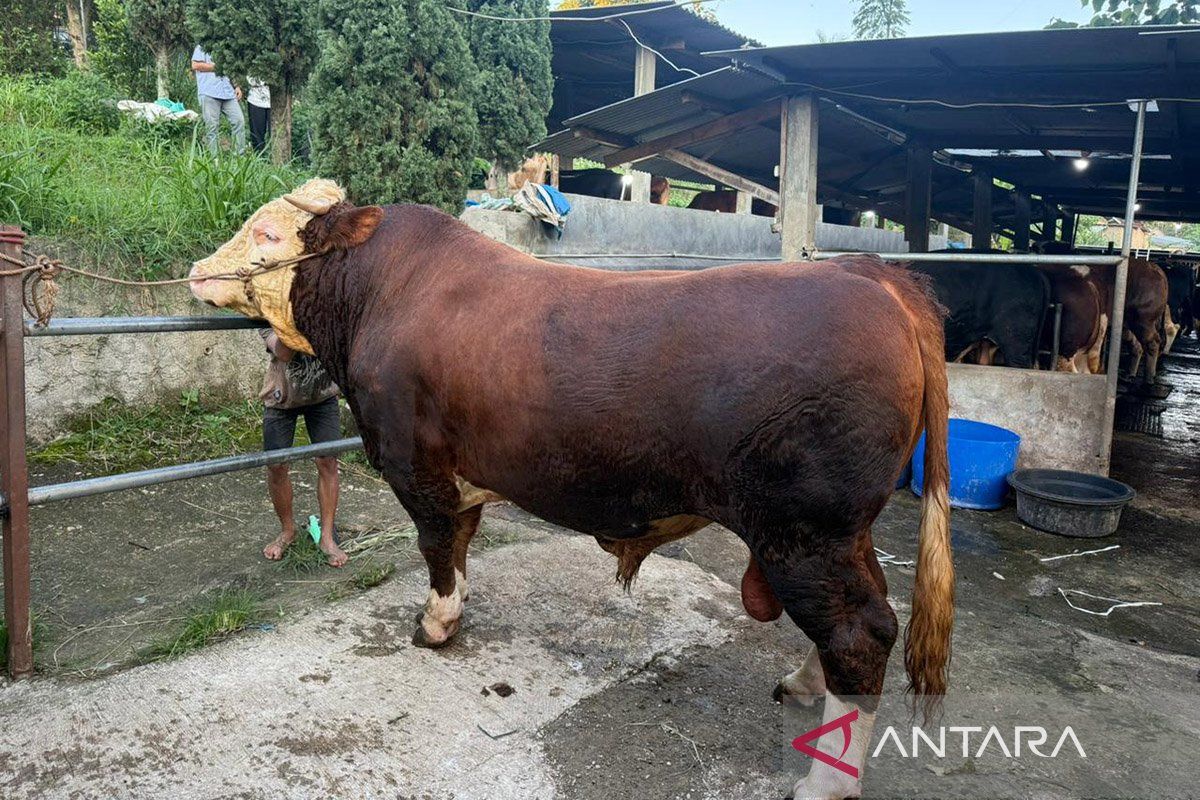 Prabowo distributes 1,098 locally sourced premium sacrificial cattle for Eid al-Adha