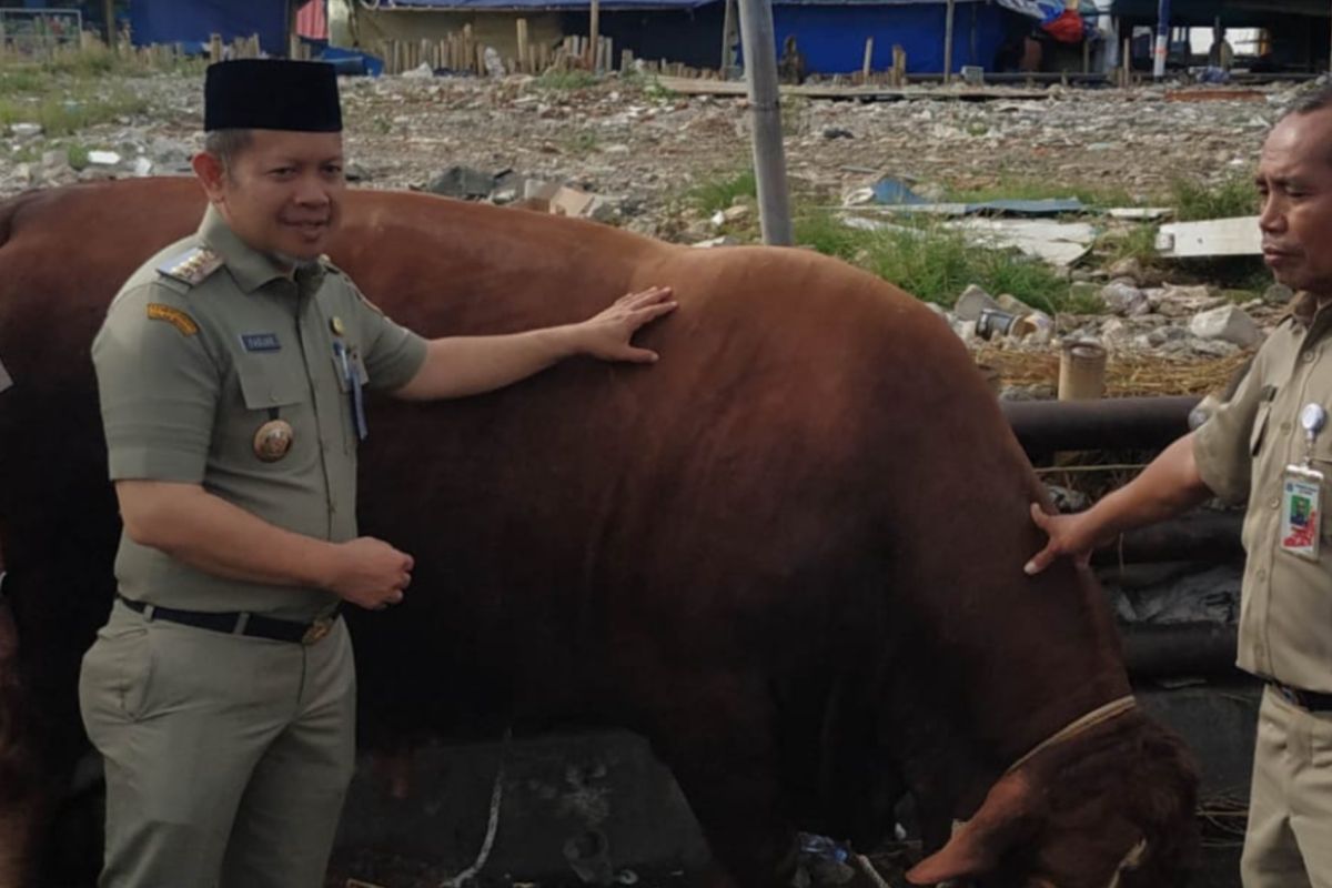 Thousand Islands Regency Ensures Healthy, Sharia-Compliant Sacrificial Animals for Idul Adha