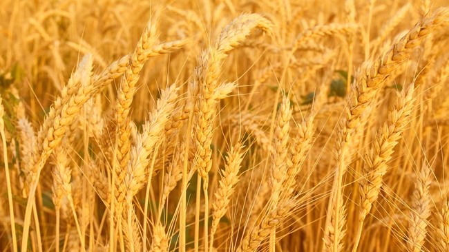Countries That 'Feed the World' Include Indonesia