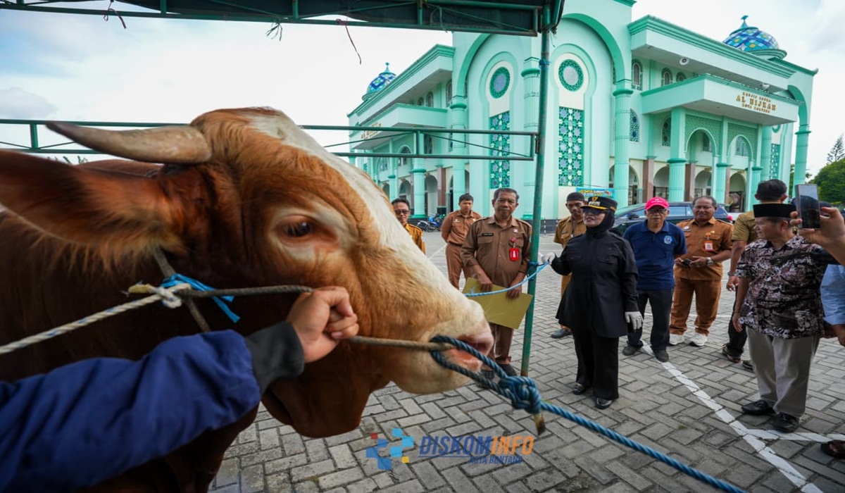 Bontang Mayor Neni Presents Indonesian President's Sacrificial Cow to Local Community