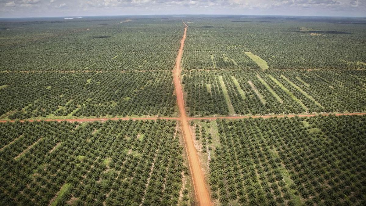 DPD Deputy Chair: Papua Exploitation Not New – Where Has Timber Gone?