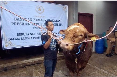 President Distributes 1,098 Sacrificial Cattle to 552 Regions and Pesantrens