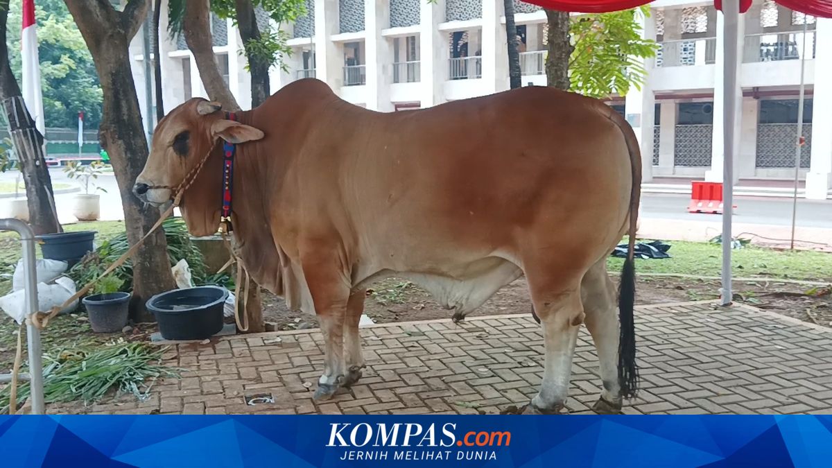 Gibran's Limousin Sacrificial Cow Arrives at Istiqlal Mosque, Weighing 1.2 Tonnes