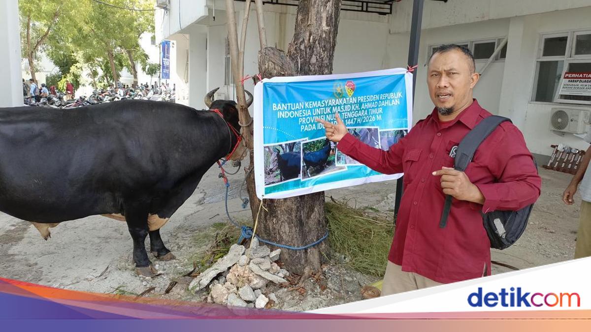1.1-Tonne Sacrificial Cow from Prabowo for Ahmad Dahlan Mosque in Kupang