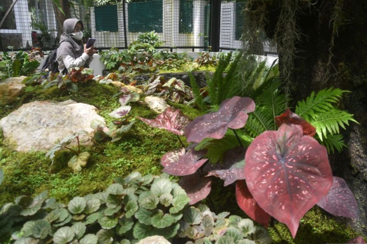 BRIN highlights Indonesia's vast potential for discovering new plant species