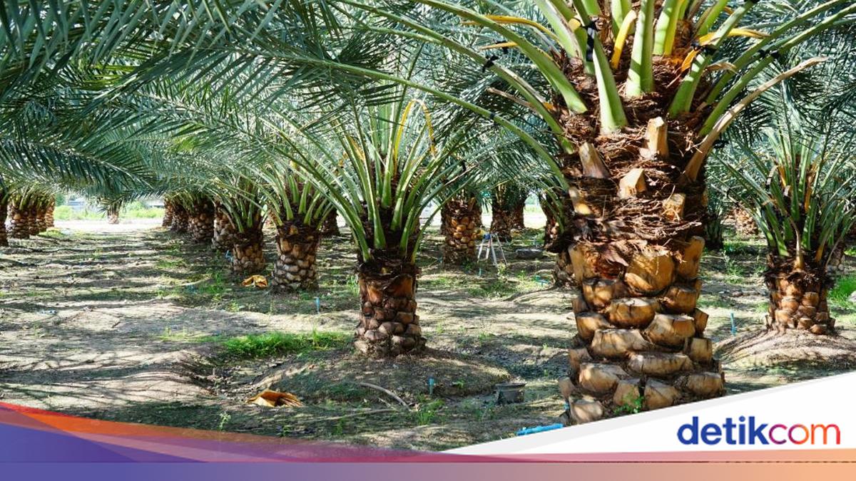 Inequitable Legal Certainty in Indonesia's Twin Economic Pillars
