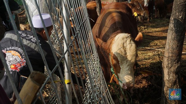 President Prabowo allocates Rp100bn for 1,098 sacrificial cattle for Eid al-Adha