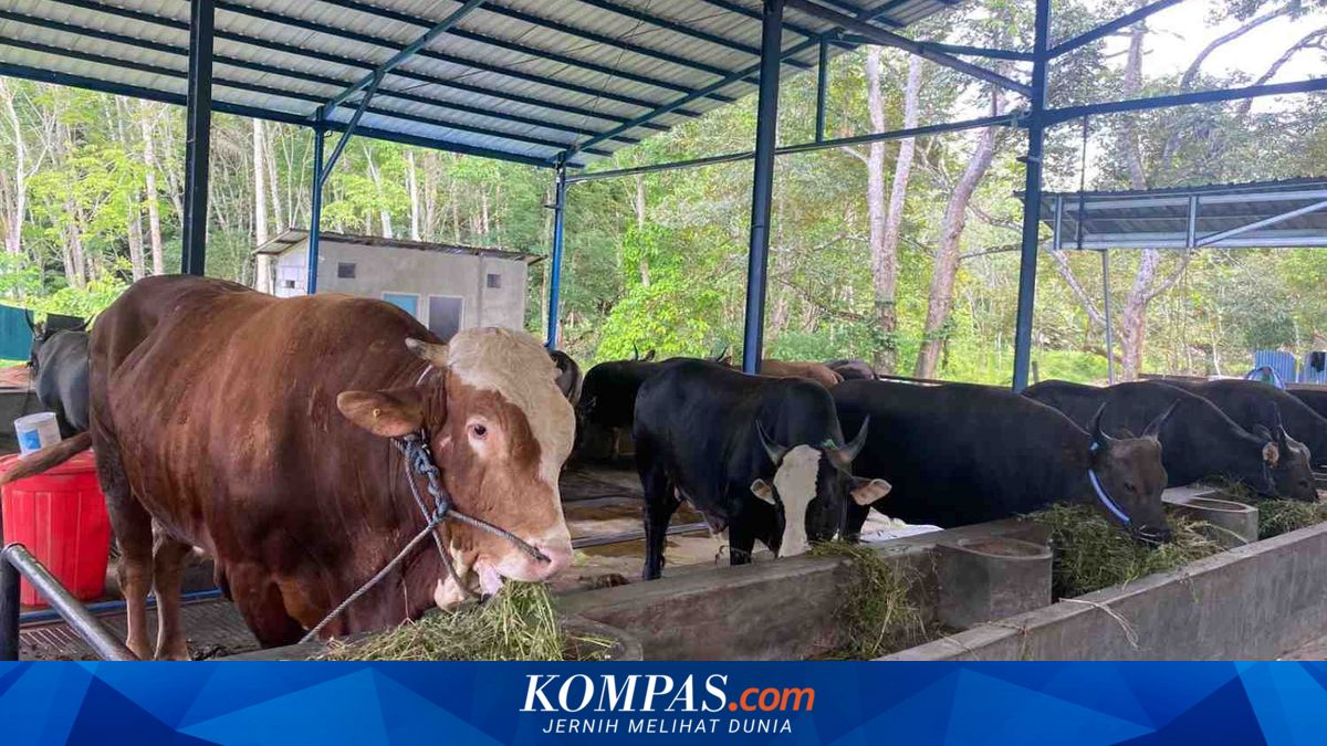 Jakarta Environment Agency Urges Bamboo Besek and Teak Leaves for Qurban Meat Distribution Over Plastic
