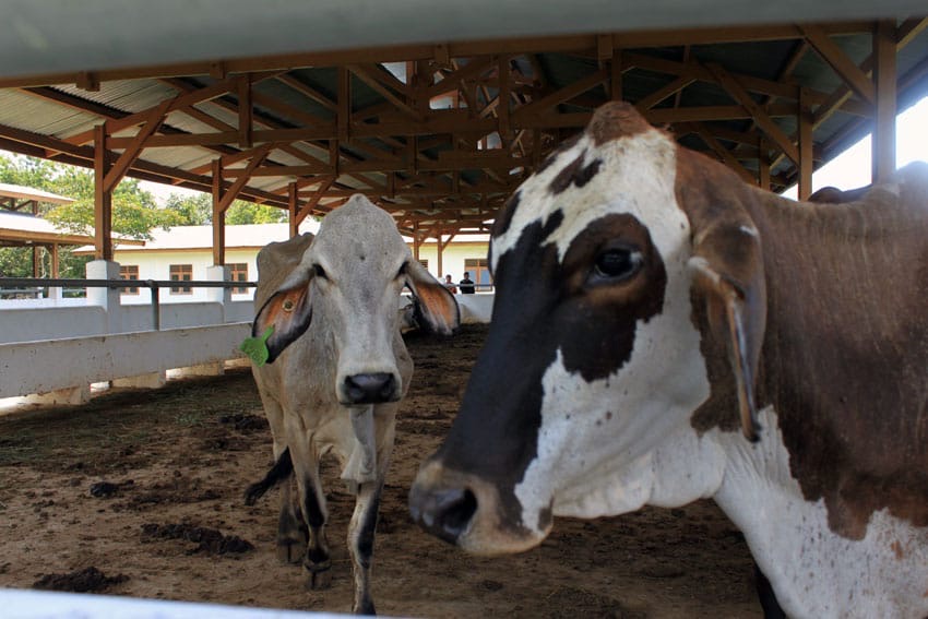 598 Presidential Sacrificial Cattle Distributed Nationwide