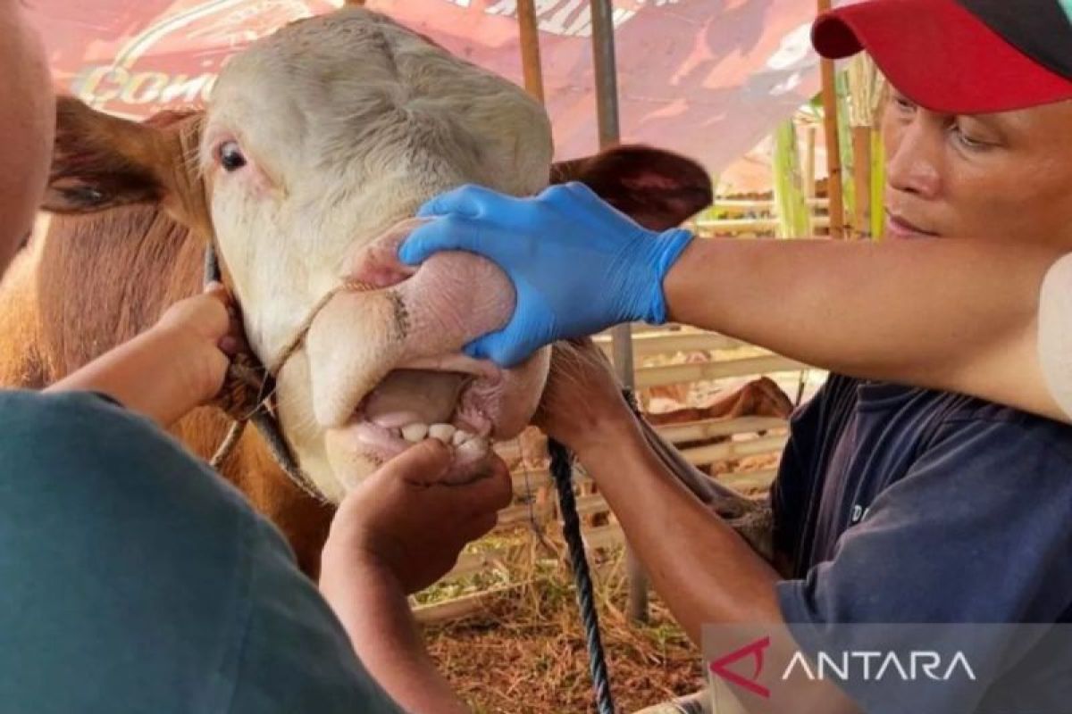 Rano calls for meticulous health inspections of sacrificial livestock