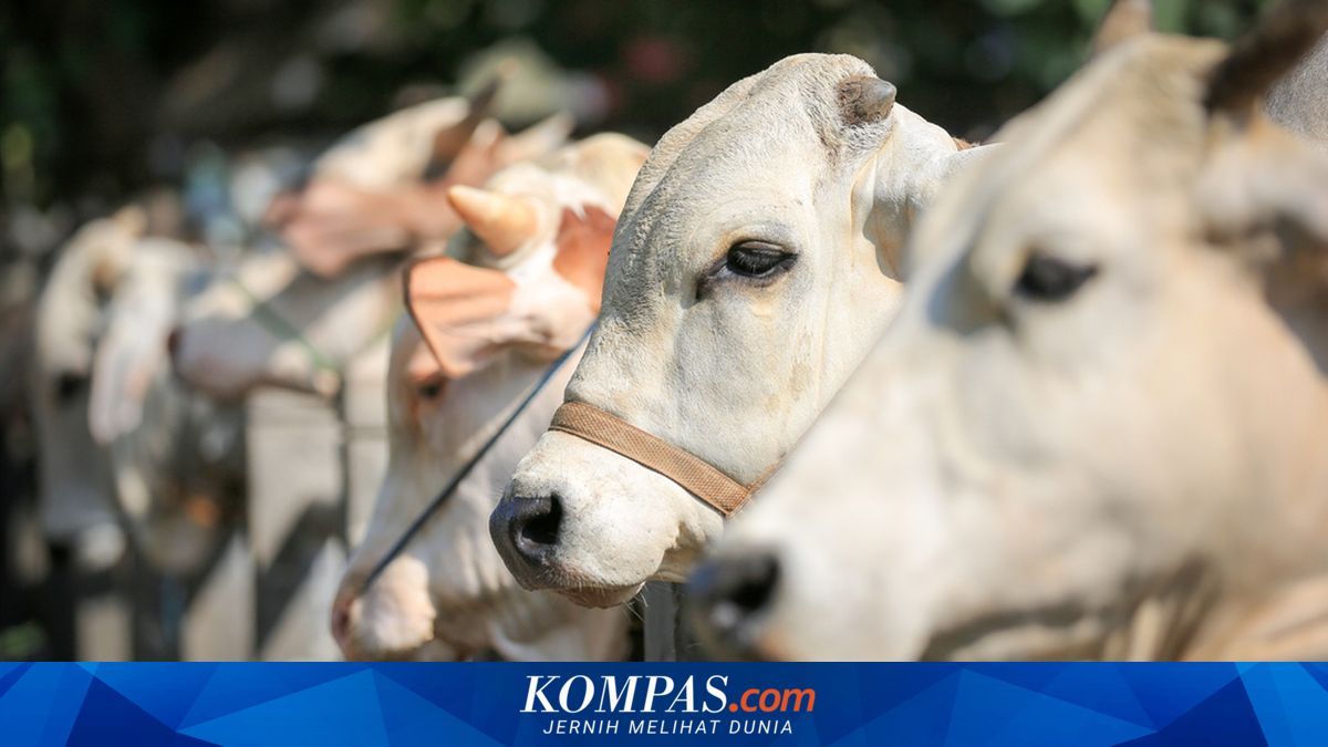68,000 Sacrificial Animals in Jakarta to Be Slaughtered During Eid al-Adha 1447 AH
