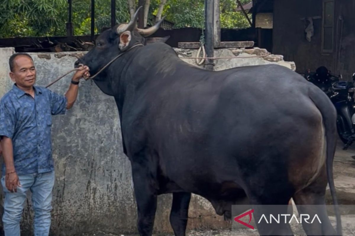 President's Eid al-Adha sacrificial cow in Pariaman purchased for Rp89 million