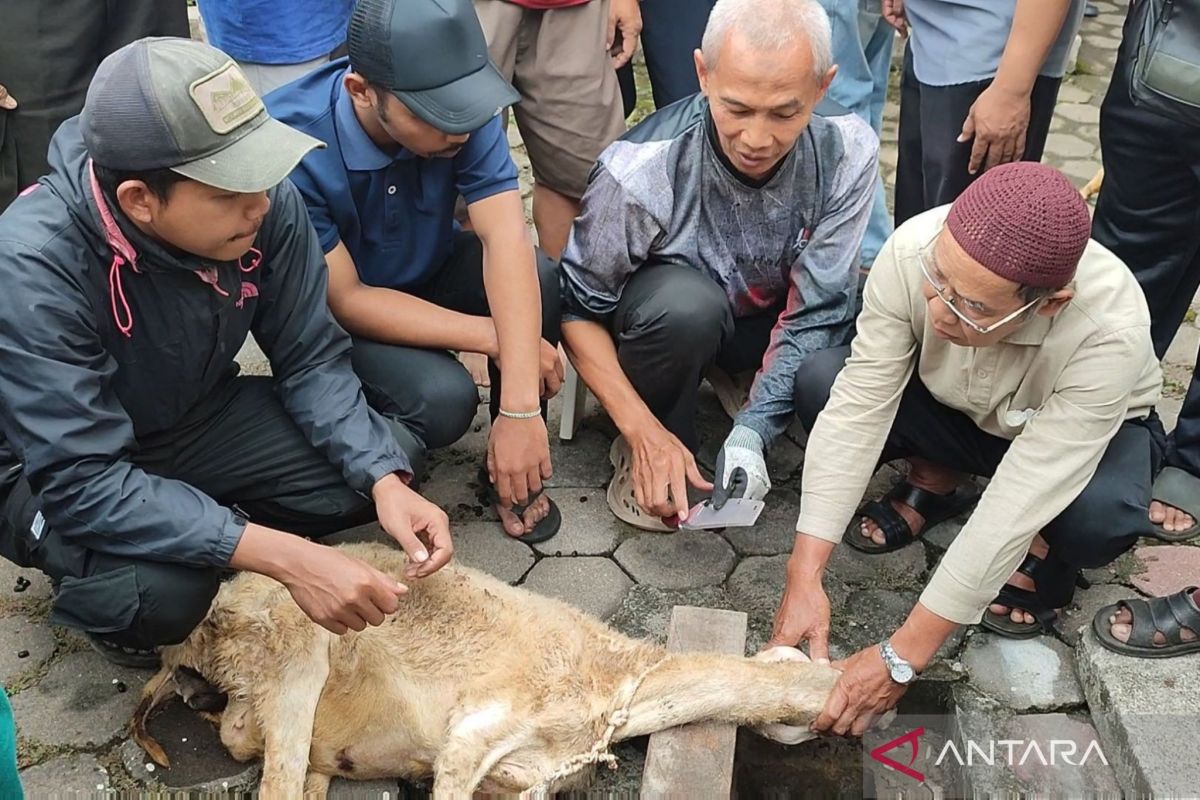 Sacrificial Meat Remains Halal Despite Dull Knife, Says Juleha Association