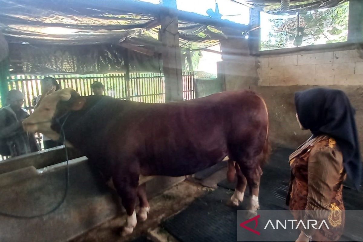 President Prabowo's Eid al-Adha sacrificial cattle for Kudus confirmed healthy