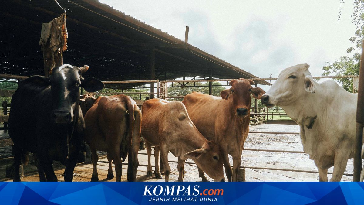 Bogor Mayor Urges Use of Bongsang and Banana Leaves for Qurban Meat Distribution