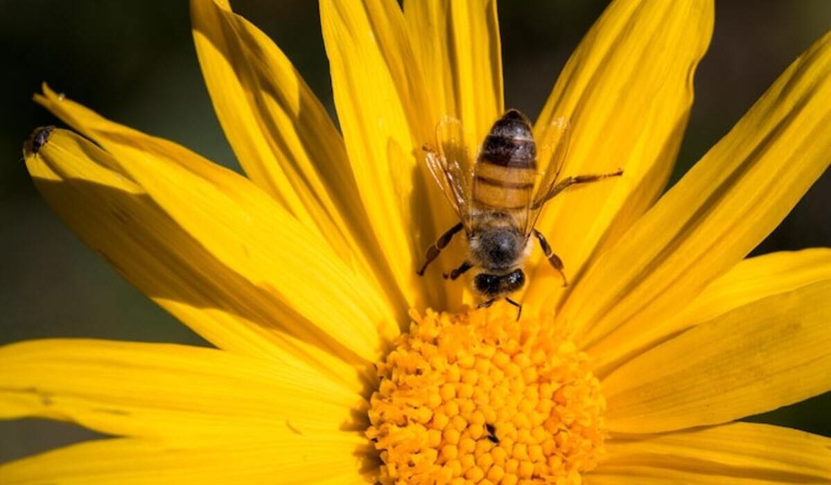Bee Venom May Kill Cancer Cells, Researchers Explain