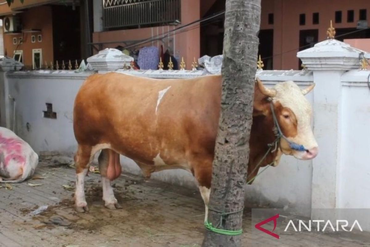 President Prabowo's sacrificial cow arrives at Al-Ichrom Grand Mosque in West Jakarta