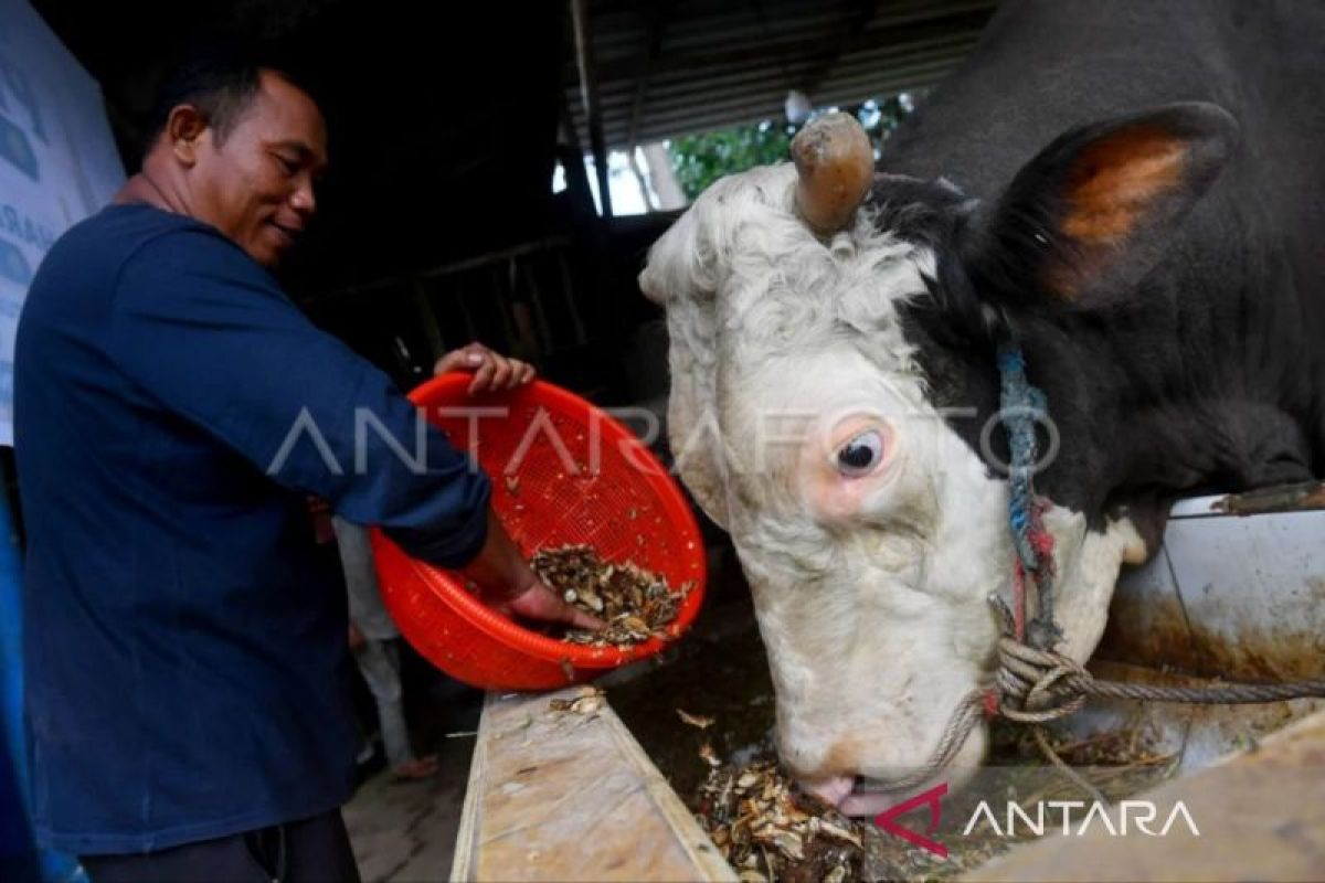 President Prabowo Subianto's 13 Cattle Donated for Eid al-Adha Sacrifice in East Kalimantan