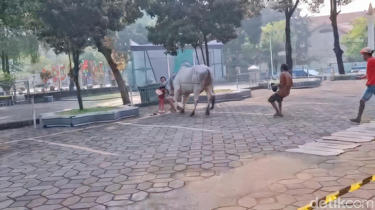 Prabowo's Sacrificial Cow Rampages, Charges Crowd at Surabaya's Al Akbar Mosque