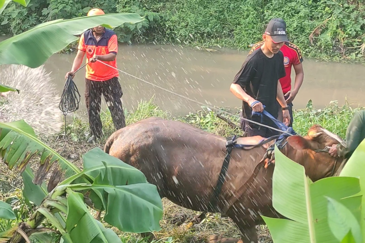 Sidoarjo Fire Brigade Rescues 700kg Sacrificial Cow That Rampaged and Fell into River