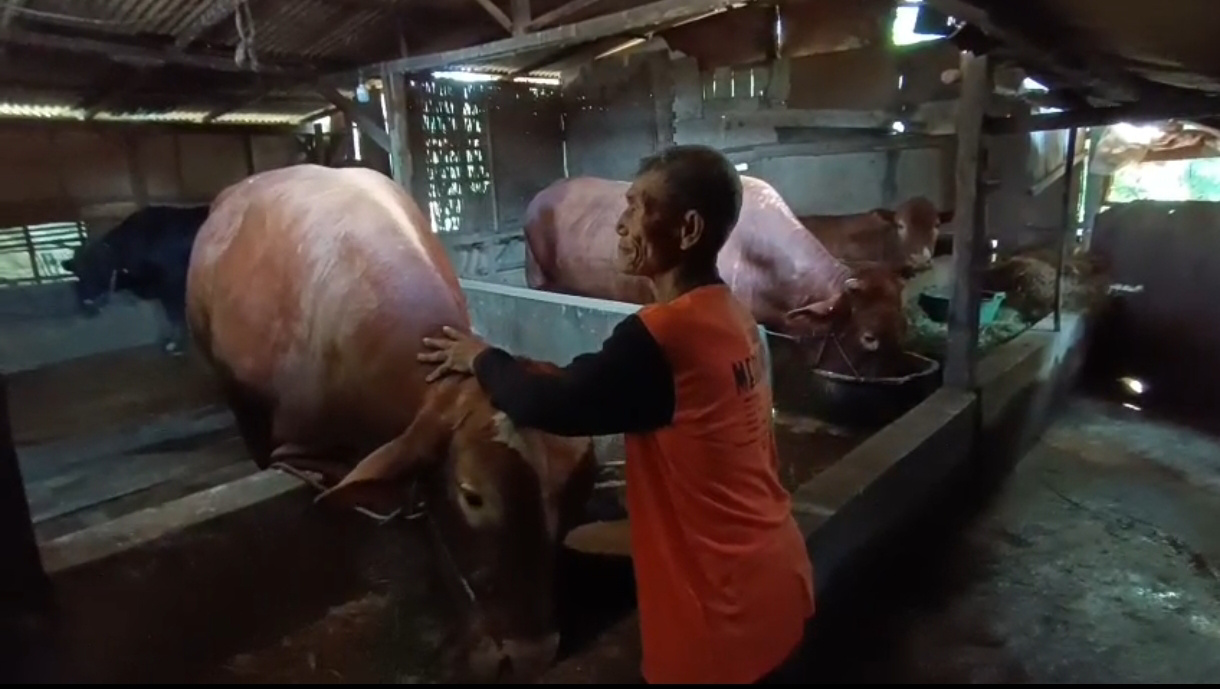 Budget Efficiency: Karanganyar Regency Provides Two Cows for Qurban
