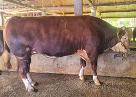 President's Eid al-Adha Sacrificial Cow for Padang Panjang Distributed to Masjid M Noer