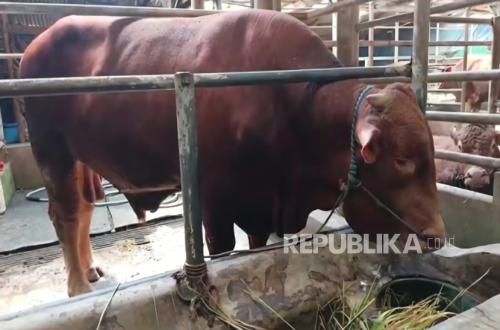 Prabowo Selects 1.1-Ton Limousin Cow Diego for Kuningan's Idul Adha Sacrifice