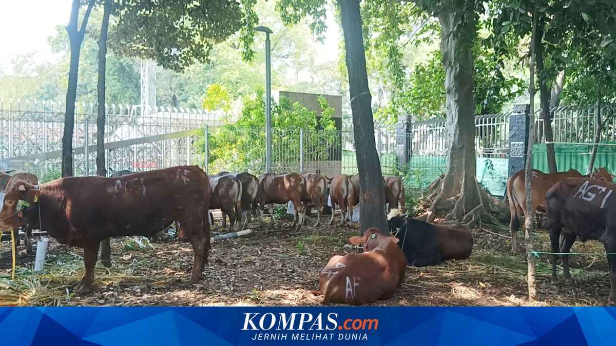 Istiqlal Mosque Receives 61 Sacrificial Cows for 2026 Eid al-Adha from Prabowo, Gibran and Megawati