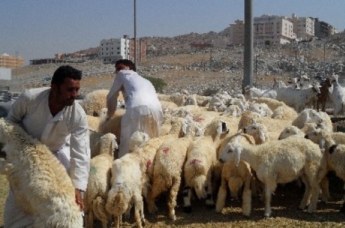 Makkah Launches Modern Slaughterhouse with 100% Waste Recycling During Hajj Season