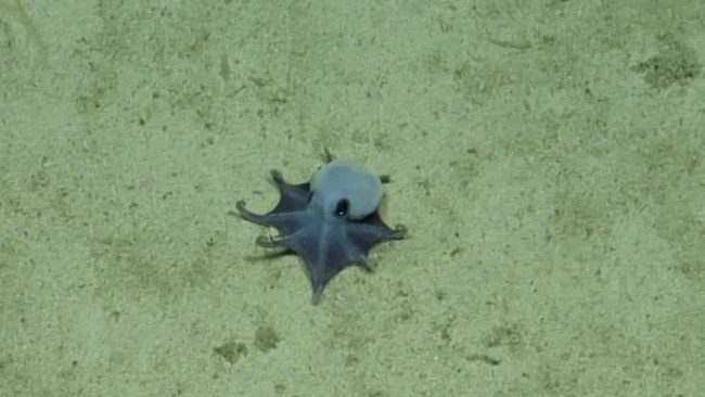 Scientists Confirm World's Cutest Octopus Species